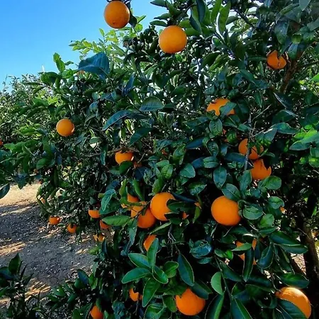 Rosa Ferienhaus Llaurí