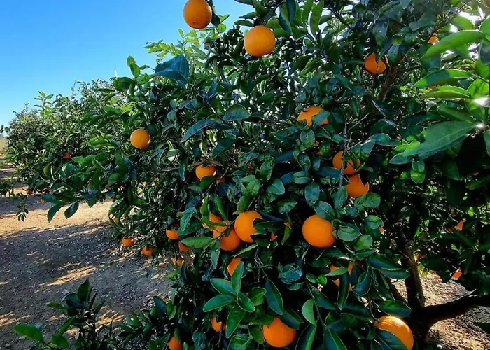Rosa Σπίτι διακοπών Llaurí